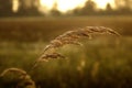 Grass, dewdrops and the landscape at sunrise