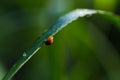 Grass and Dews Royalty Free Stock Photo