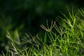 Grass and Dews Royalty Free Stock Photo