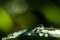 Grass and Dews Royalty Free Stock Photo