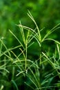Grass and Dews Royalty Free Stock Photo