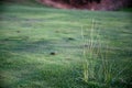 grass divots on golf course gopher damage Royalty Free Stock Photo