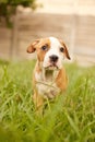 Grass, dog and puppy in backyard or lawn for adoption, rescue shelter and animal care. Cute, pets and adorable innocent Royalty Free Stock Photo