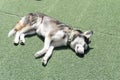 on the grass.,Dog sleeping on the grass floor with copy space for text., animal concept