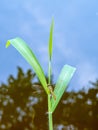 The grass with dragonflies perched on the trunk