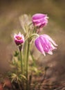 Grass dream flowers. Delicate flowers in soft focus. Macro photo. Very soft selective focus. Close-up. Primroses. Royalty Free Stock Photo