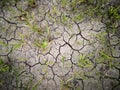 The grass and dried cracked earth. Because of no rain and drought season