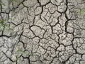 The grass and dried cracked earth. Because of no rain and drought season Royalty Free Stock Photo