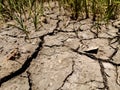 The grass and dried cracked earth. Because of no rain and drought season Royalty Free Stock Photo