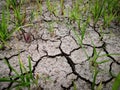 The grass and dried cracked earth. Because of no rain and drought season Royalty Free Stock Photo