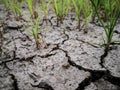 The grass and dried cracked earth. Because of no rain and drought season Royalty Free Stock Photo