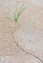 Grass on dried land,cracked earth