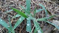 Grass with droplets early morning Royalty Free Stock Photo