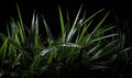 Grass with drops of dew on a dark background. Royalty Free Stock Photo