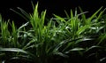 Grass with drops of dew on a dark background. Royalty Free Stock Photo