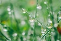 grass with drops.Earth Day. Grass stems and water drops macro background.Wet grass after rain.plant texture in green Royalty Free Stock Photo