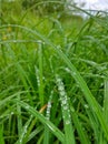 Grass drops rain moist