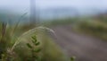 Grass drops water rain road way close up