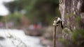 Grass drops water rain road way close up rope rocks guiderope Royalty Free Stock Photo