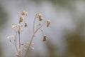 Dry grass flower in beautiful winter Royalty Free Stock Photo
