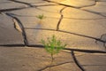 Grass on dry soil Royalty Free Stock Photo