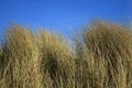 Grass on dune