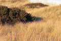 Grass on dune