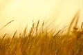 Grass on a dune on the coast at sunset. Nature photo during a hike on the Baltic Sea Royalty Free Stock Photo