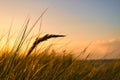 Grass on a dune on the coast at sunset. Nature photo during a hike on the Baltic Sea Royalty Free Stock Photo
