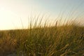 Grass on a dune on the coast at sunset. Nature photo during a hike on the Baltic Sea Royalty Free Stock Photo
