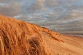 Grass dune in the evening light with a view of the sea Royalty Free Stock Photo