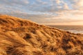 Grass dune in the evening light with a view of the sea