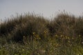 Grass dune with flowers Royalty Free Stock Photo