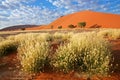 Grass, dune and sky Royalty Free Stock Photo