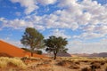 Grass, dune and trees, Sossusvlei, Namibia Royalty Free Stock Photo