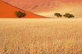 Grass, dune and trees, Sossusvlei, Namibia Royalty Free Stock Photo