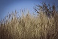 Grass on the dunes and blus sky Royalty Free Stock Photo
