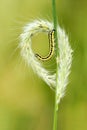Grass ear and caterpillar Royalty Free Stock Photo