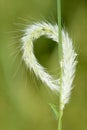 Grass ear and plant hopper