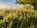 Grass early dew drops of water in the morning Royalty Free Stock Photo