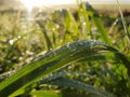 Grass early dew drops of water in the morning Royalty Free Stock Photo