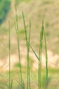 grass ears