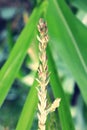 Grass ears in the meadow close up