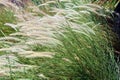 Grass with ears from