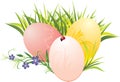 Grass, Easter eggs and flowers with ladybird Royalty Free Stock Photo