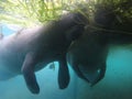 Two Manatees eating grass underwater Royalty Free Stock Photo