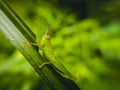 Grass eating grasshopper