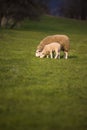 Grass-eating sheep on a lush meadow