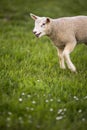 Grass-eating sheep on a lush meadow