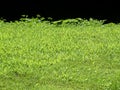 Grass edge Royalty Free Stock Photo